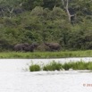 135 LOANGO Inyoungou Riviere Marecage avec Elephants 12E5K2IMG_79212wtmk.jpg